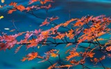 Oktober 2016 Bing Thema HD Hintergrundbilder (1) #40