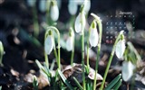 2017年1月 月曆壁紙(一) #15