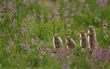 2017年5月 Bing 必应主题高清壁纸18