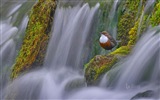 Mai 2017 Bing Thema der hochauflösenden Hintergrundbild #24