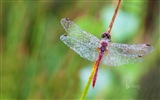 Juni 2017 Bing Thema von High-Definition-Hintergrundbild #16