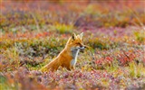 Junio de 2017 Tema de Bing de fondo de pantalla de alta definición #22