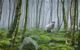 Julio de 2017 tema de Bing de fondo de pantalla de alta definición #10