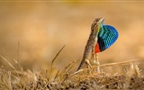 September 2017 Bing Theme HD Wallpaper #30