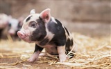 Schweinejahr über Schweine HD-Tapeten #2