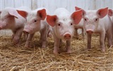 Schweinejahr über Schweine HD-Tapeten #5