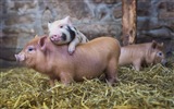 Schweinejahr über Schweine HD-Tapeten #11