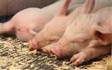 Schweinejahr über Schweine HD-Tapeten #15